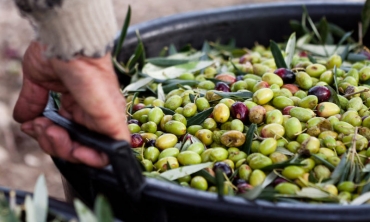 Piano di rigenerazione olivicola in Puglia e nuovo latifondo