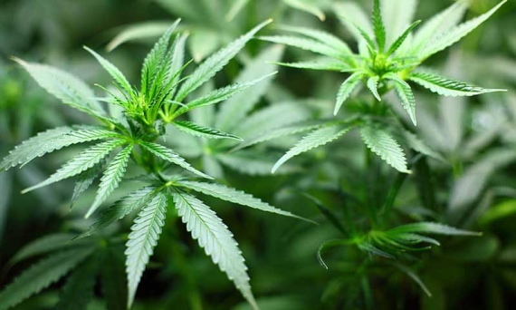 E se smettessimo di combattere la droga?