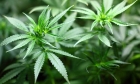 E se smettessimo di combattere la droga?