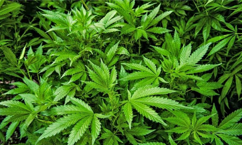 La cannabis incontra la medicina